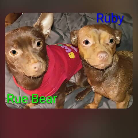 Rue bear and ruby