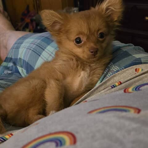 Bear