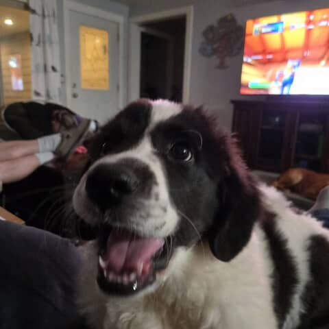 E.va Floppydog