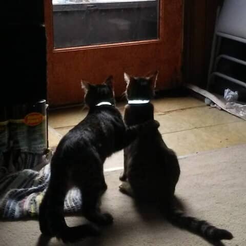 Rowdy and Brody