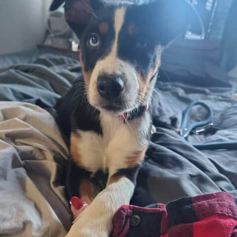 Harley Quinn aka Quinny