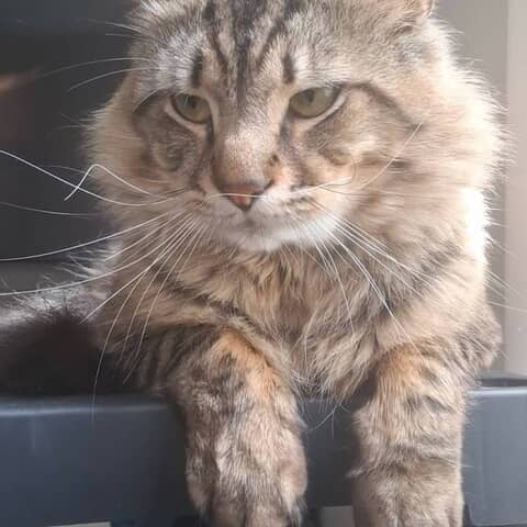 Tigger