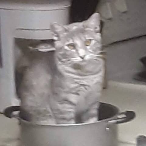 Mokie