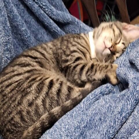 Lilly