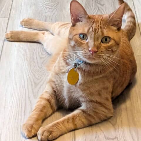 Clyde