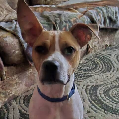 Buddy