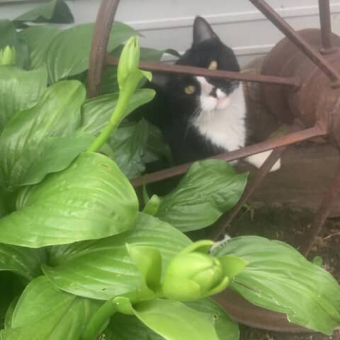 Bandit