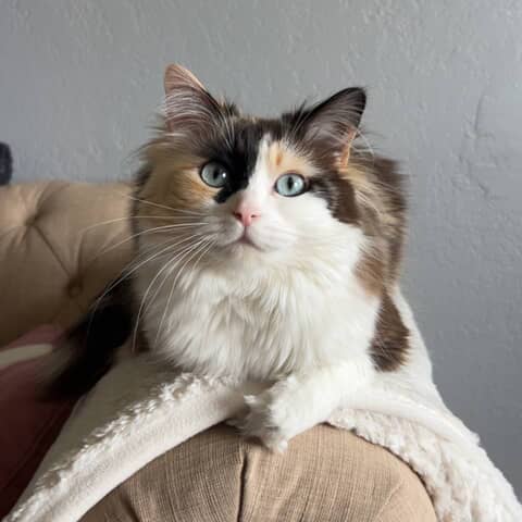 stella