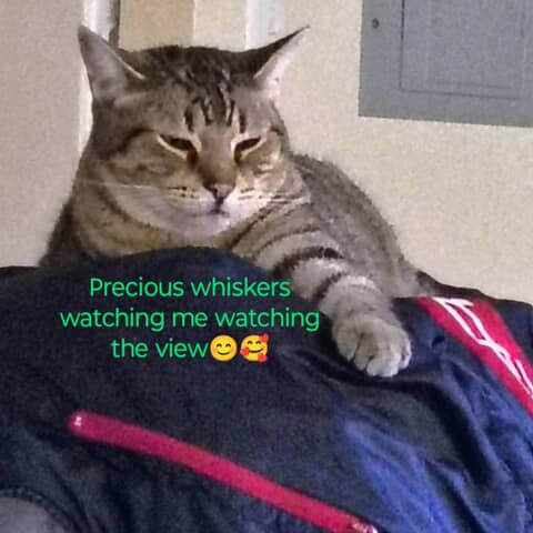 Precious whiskers Owings