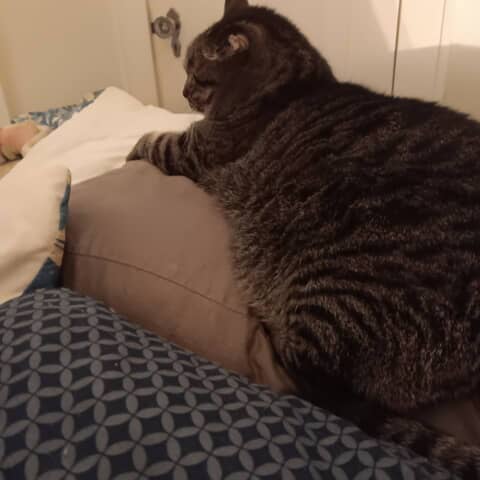 Gemma