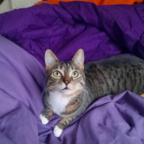 Mesha