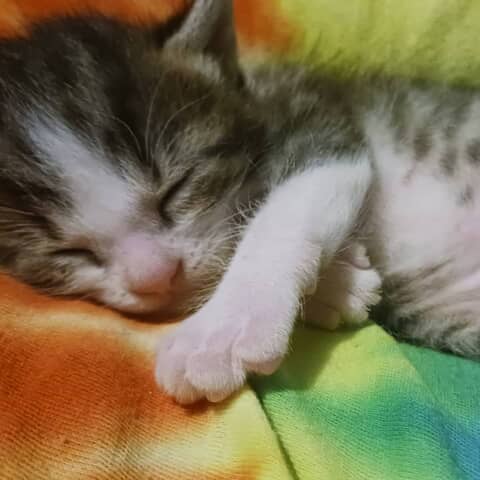 Milo