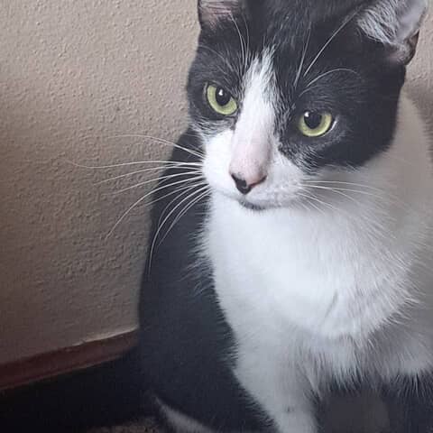 Oreo