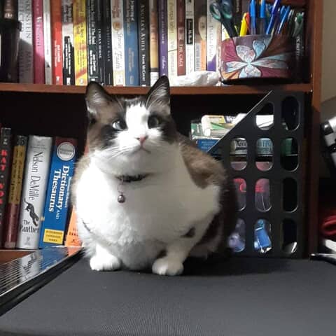 Chulo