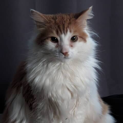 Simba