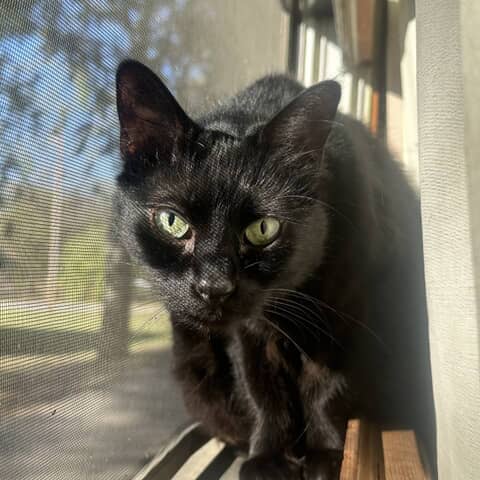 Juno