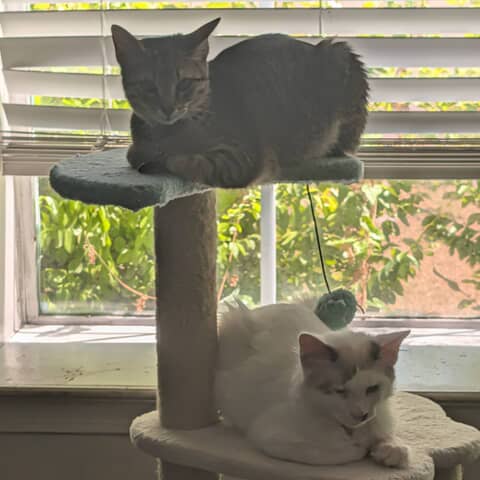 Nova and Maximus