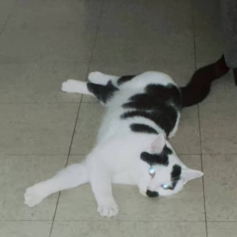 Oreo