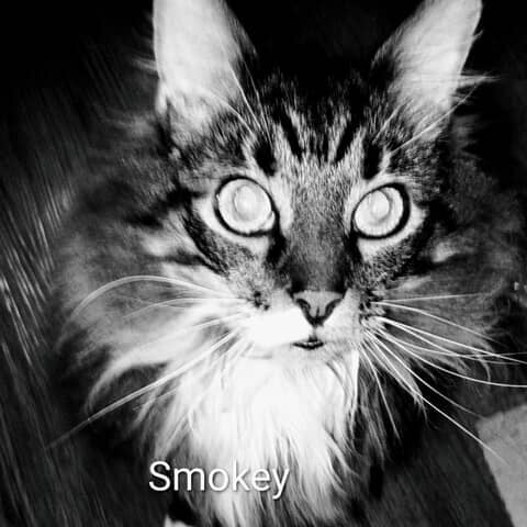 Smokey