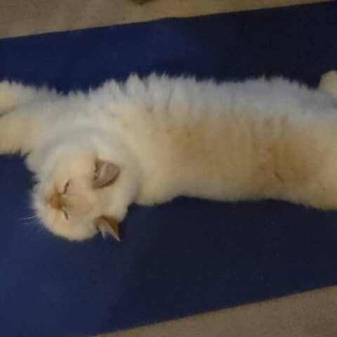 Astro