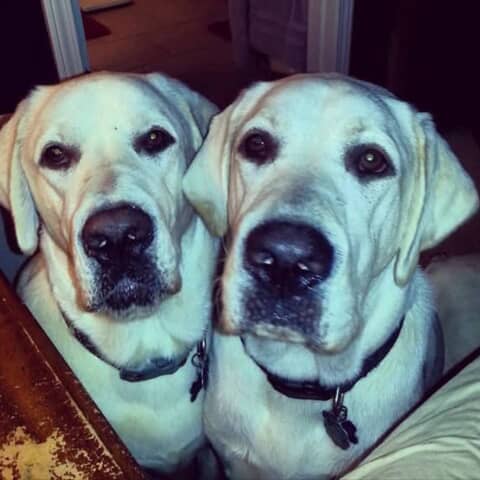 Caesar and Rocko