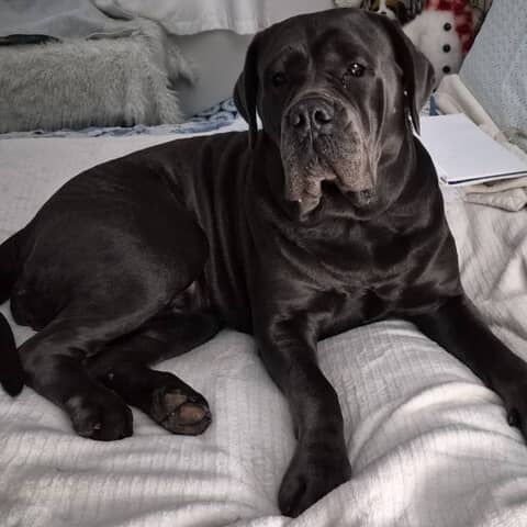 NOVA