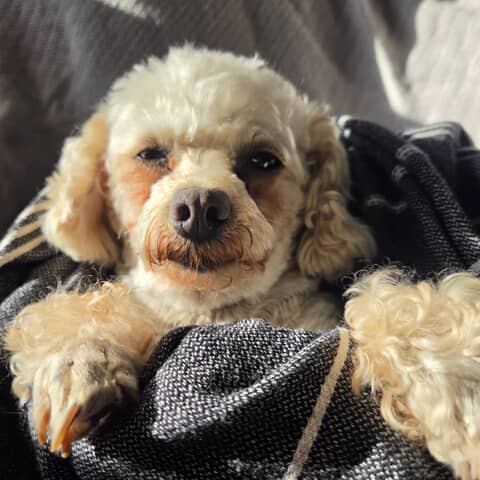 Teddy