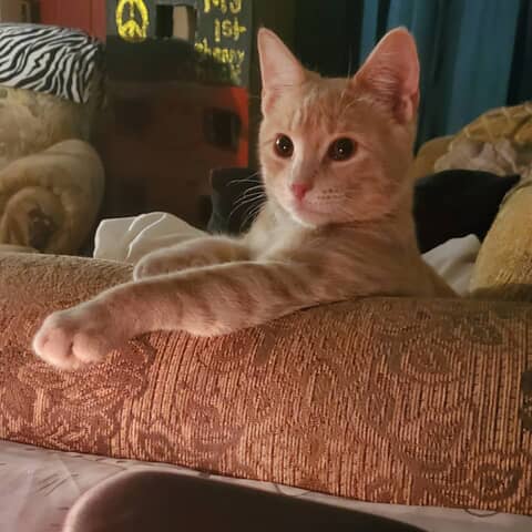 Archie