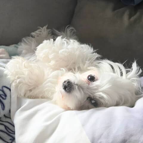 Lily