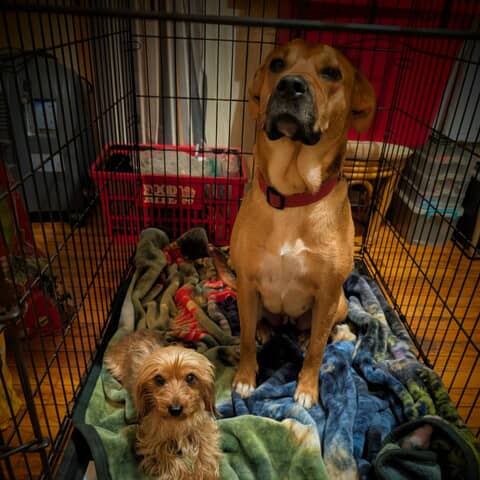 Mylo and Peaches
