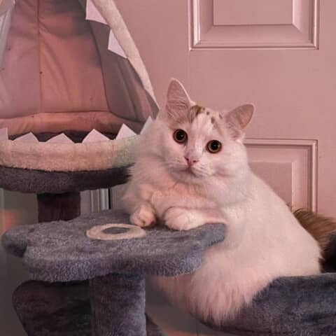 Colby Jack