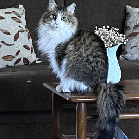 Mr. Whiskers