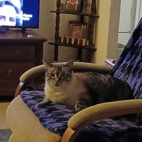 Simba