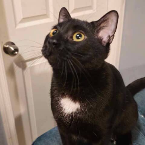 Oliver