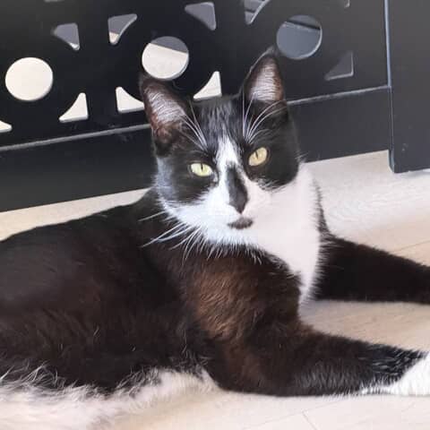 Mylo
