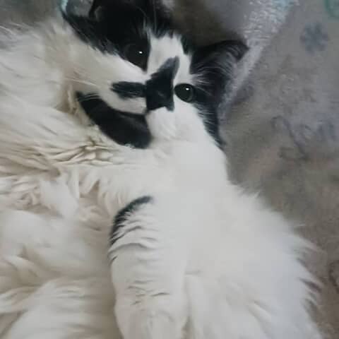 Lily
