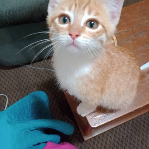 Cheeto
