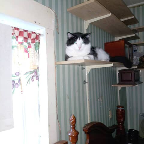 Sylvester