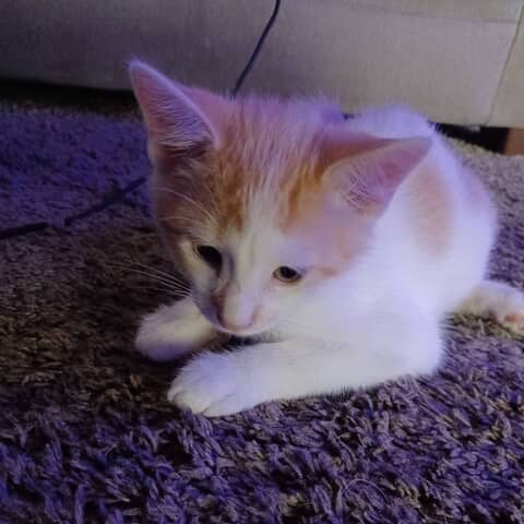 Snickerdoodle