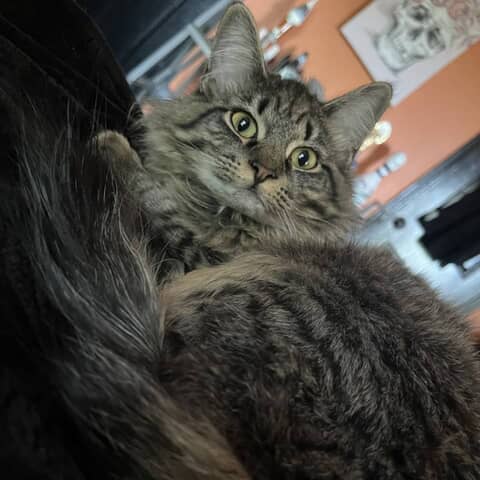Athena