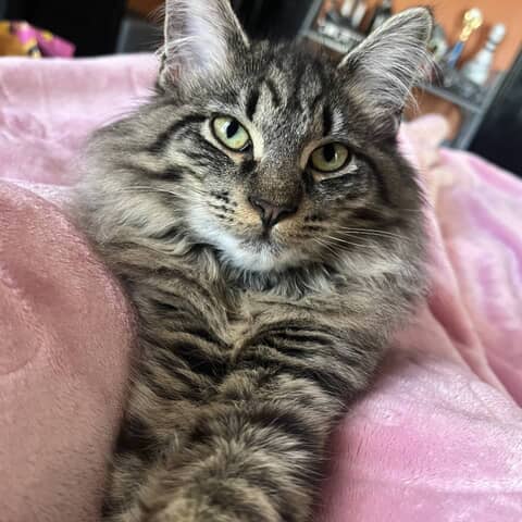 Athena