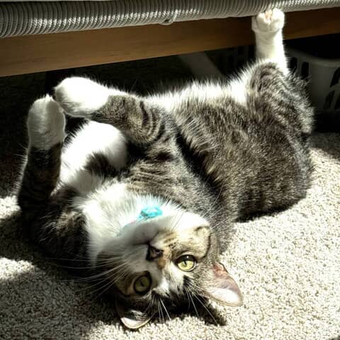 Toby