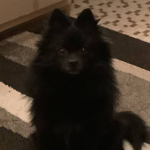 Teddy