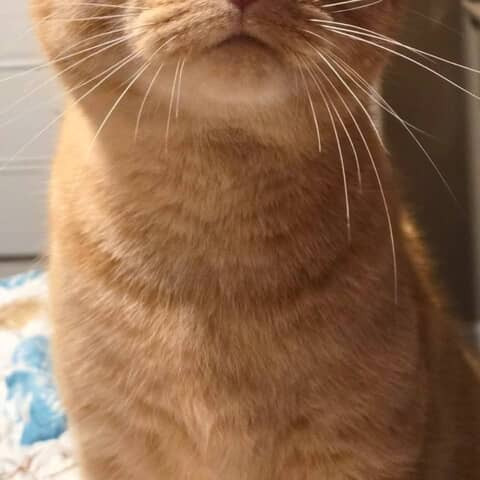Aldo
