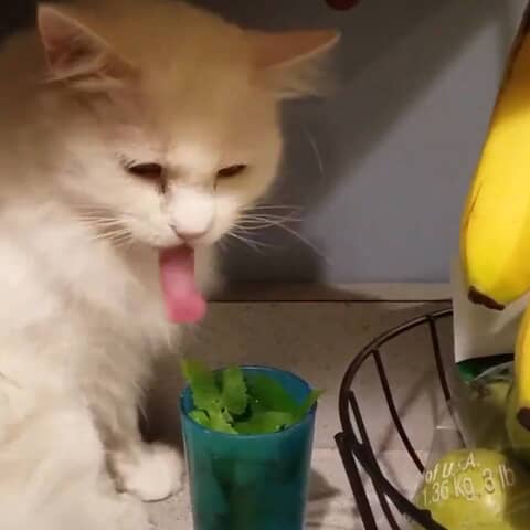 Peppermint