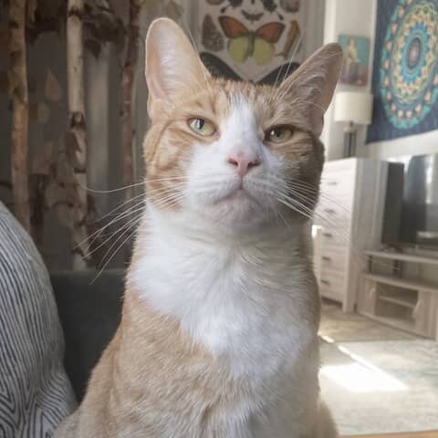 Toby