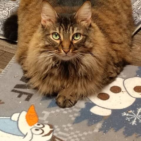Mazie