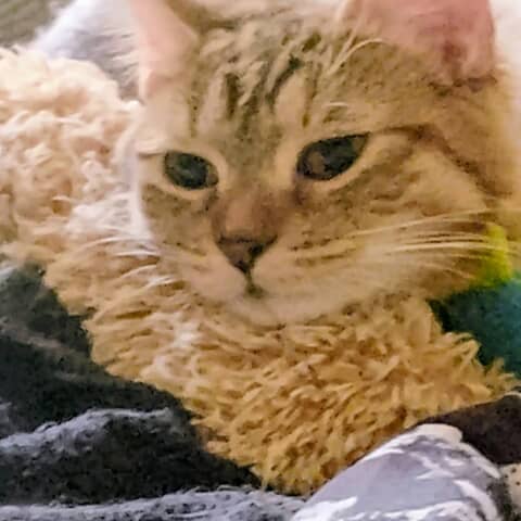 Mookie