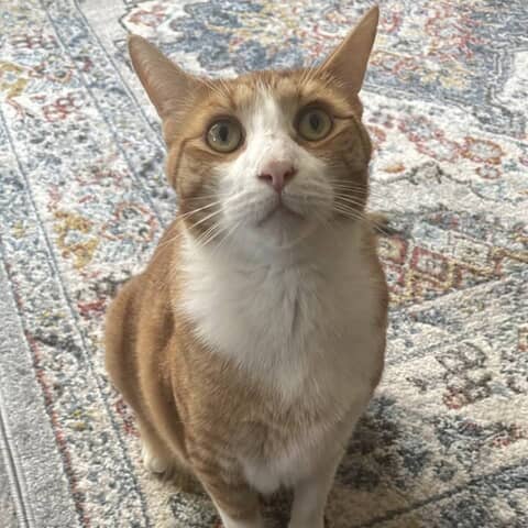 Toby
