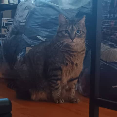 Pia